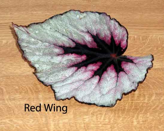 B. ‘Red Wing’